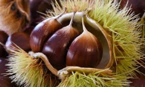 Castagne e Roccamonfina: Una Terra da Scoprire